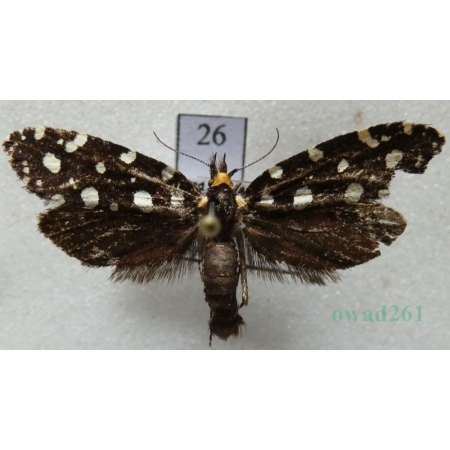 Euplocamus anthracinalis (Scopoli, 1763) Mól ozdobny Czech26